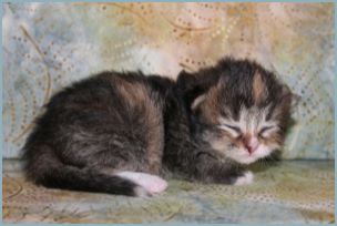 Female Siberian Kitten from Deedlebug Siberians